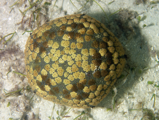  Culcita novaeguineae (Bun Star, Pincushion Starfish)